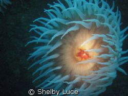 This is a enenamy and I took this photo in Point Lobos, C... by Shelby Luce 